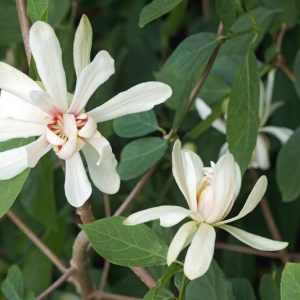 Calycanthus 'Venus, Carolina Allspice 'Venus', Sweetshrub 'Venus', Strawberry-Bush 'Venus', Sweet Bubby 'Venus', Sweet Betsy 'Venus, Spicebush 'Venus', Flowering shrub