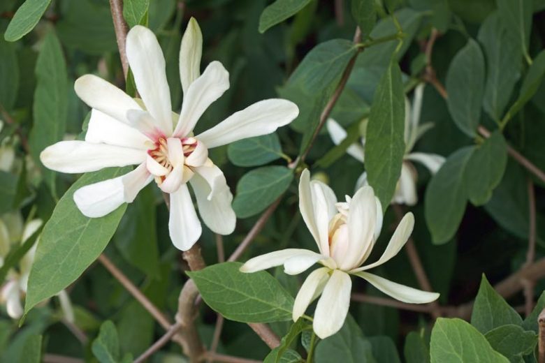 Calycanthus 'Venus, Carolina Allspice 'Venus', Sweetshrub 'Venus', Strawberry-Bush 'Venus', Sweet Bubby 'Venus', Sweet Betsy 'Venus, Spicebush 'Venus', Flowering shrub