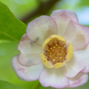 Calycanthus chinensis, Chinese Sweetshrub, Chinese Wax Shrub, Flowering Shrub, Fragrant Shrub
