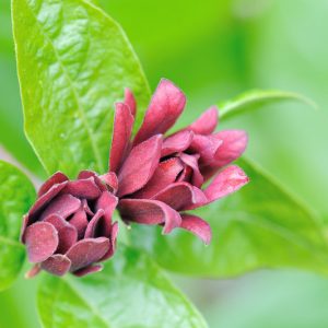 Calycanthus Floridus, Eastern Sweetshrub, Carolina Allspice, Sweet Shrub, Strawberry Shrub