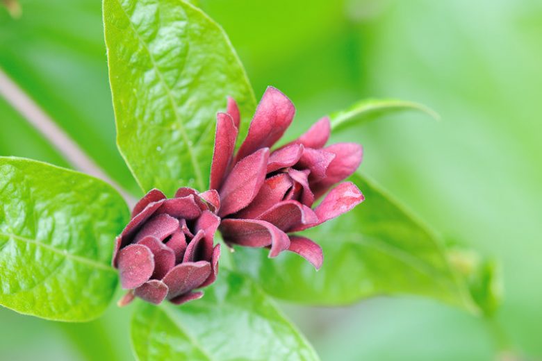 Calycanthus Floridus, Eastern Sweetshrub, Carolina Allspice, Sweet Shrub, Strawberry Shrub