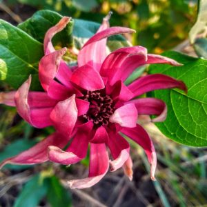 Calycanthus occidentalis, Californian Allspice, Calycanthus macrophyllus, Flowering Shrub, Fragrant Shrub