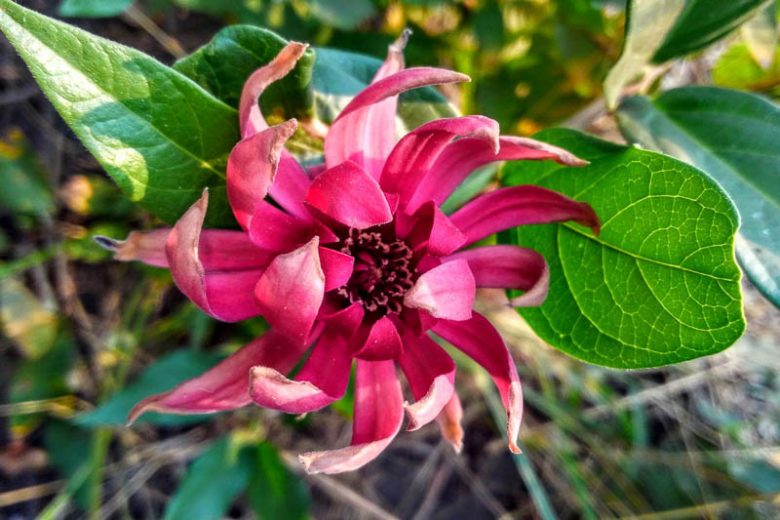 Calycanthus occidentalis, Californian Allspice, Calycanthus macrophyllus, Flowering Shrub, Fragrant Shrub