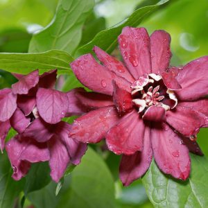 Calycanthus x raulstonii 'Hartlage Wine', Sweetshrub 'Hartlage Wine', Carolina Allspice 'Hartlage Wine', Strawberry-Bush 'Hartlage Wine', Spicebush 'Hartlage Wine', Flowering shrub