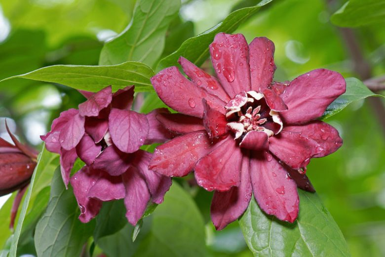 Calycanthus x raulstonii 'Hartlage Wine', Sweetshrub 'Hartlage Wine', Carolina Allspice 'Hartlage Wine', Strawberry-Bush 'Hartlage Wine', Spicebush 'Hartlage Wine', Flowering shrub