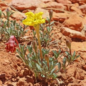 Calylophus lavandulifolius, Lavendar-leaf Sundrops, Lavender-leaf Primrose, Lavenderleaf Sundrops, Oenothera lavandulifolia, Yellow Flowers, Perennial Flowers