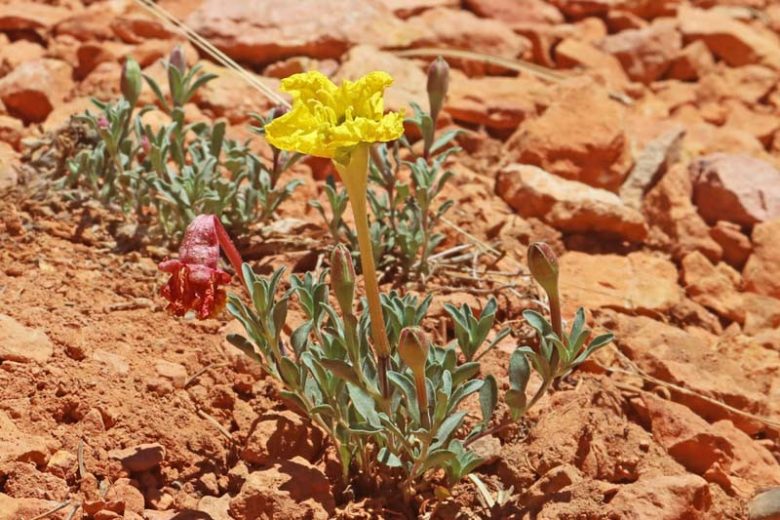 Calylophus lavandulifolius, Lavendar-leaf Sundrops, Lavender-leaf Primrose, Lavenderleaf Sundrops, Oenothera lavandulifolia, Yellow Flowers, Perennial Flowers