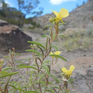 Calylophus serrulatus, Yellow Sundrops, Yellow Evening Primrose, Plains Evening Primrose, Oenothera serrulata, Yellow Flowers, Perennial Flowers