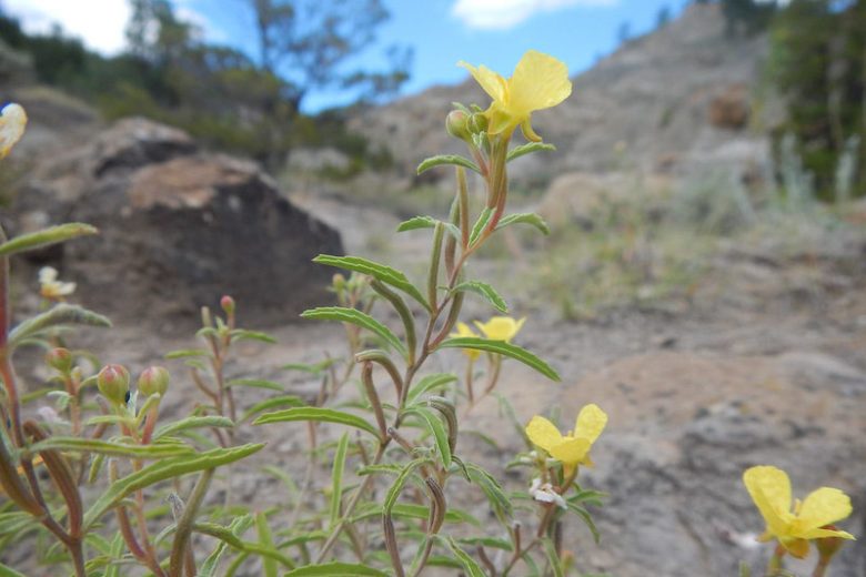 Calylophus serrulatus, Yellow Sundrops, Yellow Evening Primrose, Plains Evening Primrose, Oenothera serrulata, Yellow Flowers, Perennial Flowers
