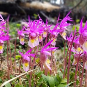 Calypso bulbosa, Fairy Slipper, Bog Orchid, Calypso Orchid, Pink Orchid, Hardy Orchid