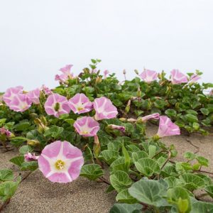 Calystegia soldanella, Beach Morning Glory, Seashore False Bindweed, Sea Bindweed, Scotch Scurvy Grass, Sea Bells, Sea Coal, Sea Foal-Foot, Convolvulus soldanella, Perennial Vine, Native Vine, Pink Flowers