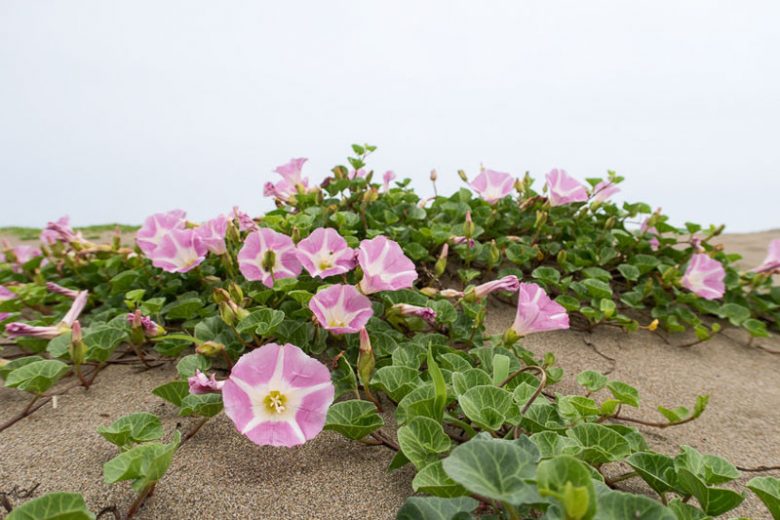 Calystegia soldanella, Beach Morning Glory, Seashore False Bindweed, Sea Bindweed, Scotch Scurvy Grass, Sea Bells, Sea Coal, Sea Foal-Foot, Convolvulus soldanella, Perennial Vine, Native Vine, Pink Flowers