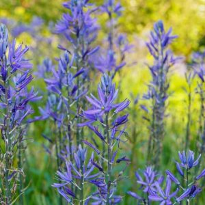 Camassia leichtlinii subsp. suksdorfii Caerulea Group, Camassia leichtlinii subsp. suksdorfii Caerulea Group, Camass Caerulea Group, Camassia leichtlinii 'Caerulea', Spring Bulbs, Spring Flowers