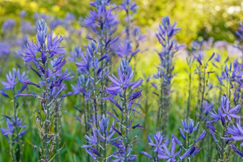Camassia leichtlinii subsp. suksdorfii Caerulea Group, Camassia leichtlinii subsp. suksdorfii Caerulea Group, Camass Caerulea Group, Camassia leichtlinii 'Caerulea', Spring Bulbs, Spring Flowers