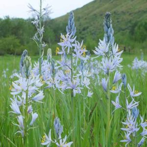 Camassia quamash, Common Camassia, Bear's Grass, Camas, Camash, Camass, Camosh, North American Wild Hyacinth,  Quamash, Blue Flowers, Blue Camas