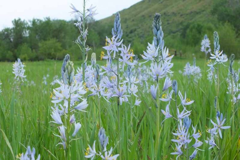 Camassia quamash, Common Camassia, Bear's Grass, Camas, Camash, Camass, Camosh, North American Wild Hyacinth,  Quamash, Blue Flowers, Blue Camas