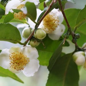 Camellia sinensis, Tea Plant, Tee Tree, Camellia thea, Camellia sinensis thea, Thea sinensis, White flowers, White Camellias