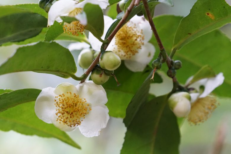 Camellia sinensis, Tea Plant, Tee Tree, Camellia thea, Camellia sinensis thea, Thea sinensis, White flowers, White Camellias