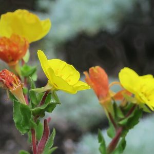 Camissoniopsis cheiranthifolia, Beach Primrose, California Evening Primrose, California Evening-primrose, California Primrose, California Suncup, Oenothera californica, Yellow Flowers, Perennial Flowers