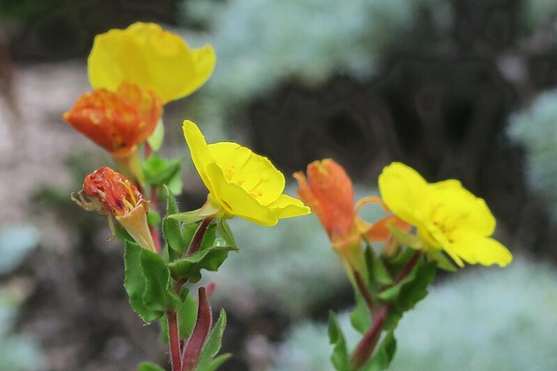 Camissoniopsis cheiranthifolia, Beach Primrose, California Evening Primrose, California Evening-primrose, California Primrose, California Suncup, Oenothera californica, Yellow Flowers, Perennial Flowers
