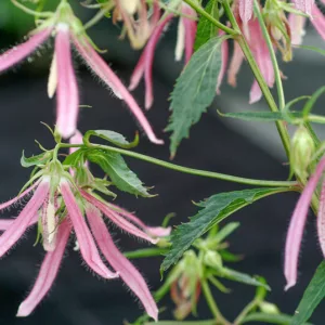 Campanula Pink Octopus, Bellflower 'Pink Octopus', 'Pink Octopus' Bellflower, Campanula hybrida 'Pink Octopus', Pink flowers