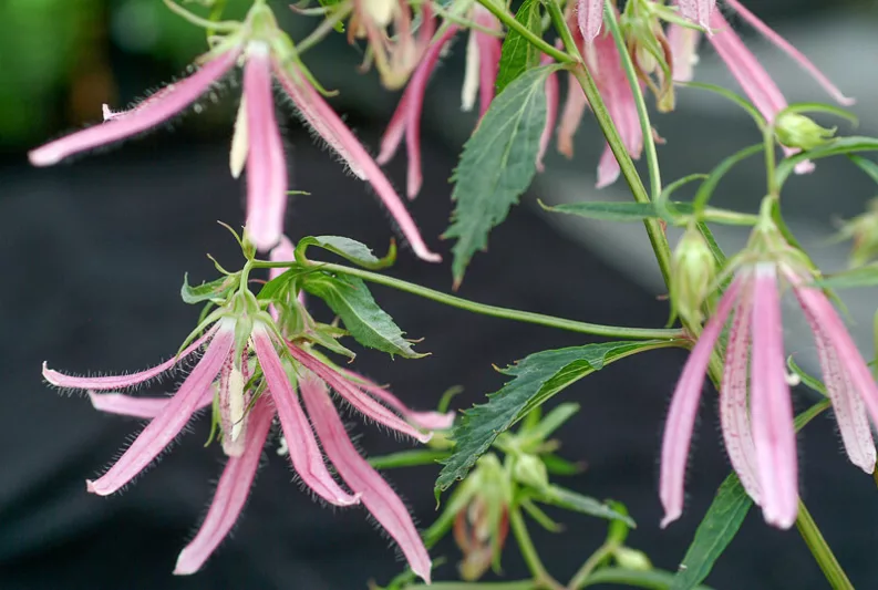 Campanula Pink Octopus, Bellflower 'Pink Octopus', 'Pink Octopus' Bellflower, Campanula hybrida 'Pink Octopus', Pink flowers