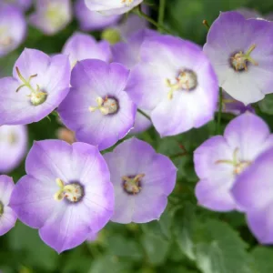 Campanula Samantha, Bellflower 'Samantha', 'Samantha' Bellflower, Campanula hybrida 'Samantha', Purple flowers, Blue flowers