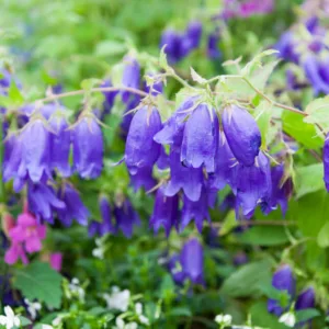 Campanula Sarastro, Bellflower 'Sarastro', 'Sarastro' Bellflower, Campanula hybrida 'Sarastro', Purple flowers
