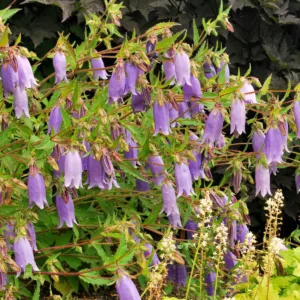 Campanula Summertime Blues, Summertime Blues Bellflower,  Lavender flowers, Lilac Flowers, Purple flowers, Lavender Bellflower, Lilac Bellflower, Purple Bellflower, Lavender Campanula, Lilac Campanula, Purple Campanula