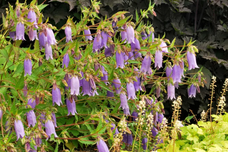 Campanula Summertime Blues, Summertime Blues Bellflower,  Lavender flowers, Lilac Flowers, Purple flowers, Lavender Bellflower, Lilac Bellflower, Purple Bellflower, Lavender Campanula, Lilac Campanula, Purple Campanula