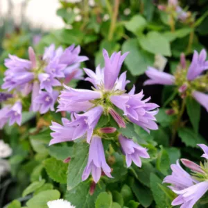 Campanula Viking, Viking Bellflower,  Lavender flowers, Lilac Flowers, Purple flowers, Lavender Bellflower, Lilac Bellflower, Purple Bellflower, Lavender Campanula, Lilac Campanula, Purple Campanula