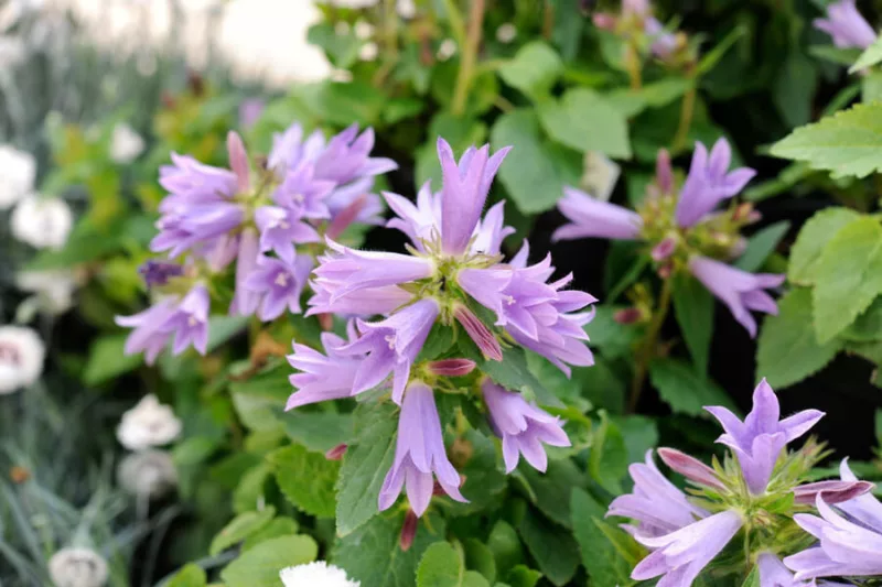 Campanula Viking, Viking Bellflower,  Lavender flowers, Lilac Flowers, Purple flowers, Lavender Bellflower, Lilac Bellflower, Purple Bellflower, Lavender Campanula, Lilac Campanula, Purple Campanula