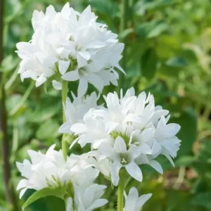 Campanula Glomerata 'Alba', Clustered Bellflower 'Alba', Bellflower 'Alba', Danesblood 'Superba',Campanula glomerata var. alba , White flowers