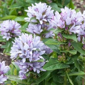 Campanula Glomerata 'Caroline', Clustered Bellflower 'Caroline', Bellflower 'Caroline', Danesblood 'Caroline', Campanula 'Caroline', Violet flowers, Purple flowers, Lavender flowers