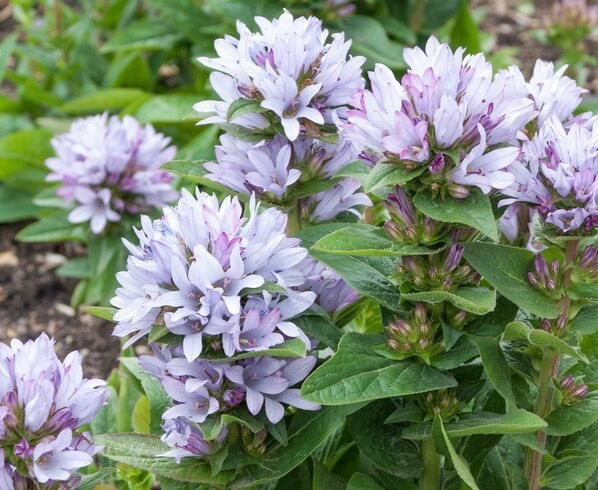 Campanula Glomerata 'Caroline', Clustered Bellflower 'Caroline', Bellflower 'Caroline', Danesblood 'Caroline', Campanula 'Caroline', Violet flowers, Purple flowers, Lavender flowers