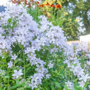 Campanula Lactiflora 'Loddon Anna', Milky Bellflower 'Loddon Anna', Bellflower 'Loddon Anna', Campanula persicifolia 'Loddon Anna', Pink flowers, Purple flowers, Pink Campanula, Pink Bellflower