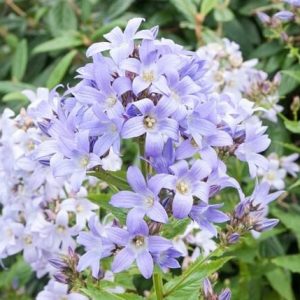 Campanula Lactiflora 'Prichard's Variety', Milky Bellflower 'Prichard's Variety', Bellflower 'Prichard's Variety', Violet flowers, Purple flowers, Campanula Lactiflora 'Prichard's Variety'