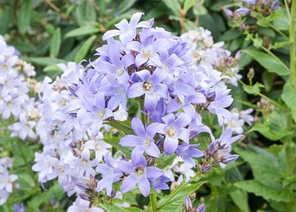 Campanula Lactiflora 'Prichard's Variety', Milky Bellflower 'Prichard's Variety', Bellflower 'Prichard's Variety', Violet flowers, Purple flowers, Campanula Lactiflora 'Prichard's Variety'
