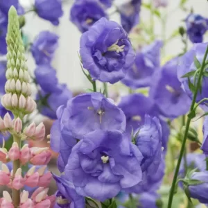 Campanula Persicifolia 'Blue Bloomers',Fairy Bellflower 'Blue Bloomers', Fairy Bells 'Blue Bloomers', Peach Bells 'Blue Bloomers', Petticoat Bellflower 'Blue Bloomers', Willow Bell 'Blue Bloomers', Peachleaf Bellflower 'Blue Bloomers', Blue flowers