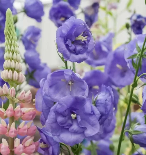 Campanula Persicifolia 'Blue Bloomers',Fairy Bellflower 'Blue Bloomers', Fairy Bells 'Blue Bloomers', Peach Bells 'Blue Bloomers', Petticoat Bellflower 'Blue Bloomers', Willow Bell 'Blue Bloomers', Peachleaf Bellflower 'Blue Bloomers', Blue flowers