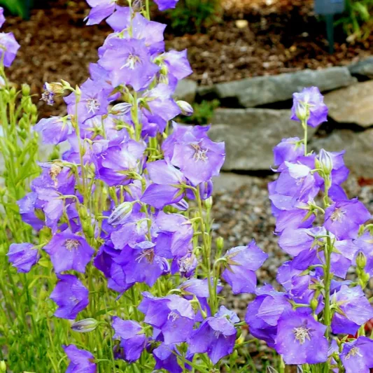 Campanula Persicifolia 'Blue-eyed Blonde',Fairy Bellflower 'Blue-eyed Blonde', Fairy Bells 'Blue-eyed Blonde', Peach Bells 'Blue-eyed Blonde', Petticoat Bellflower 'Blue-eyed Blonde', Willow Bell 'Blue-eyed Blonde', Peachleaf Bellflower 'Blue-eyed Blonde'