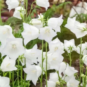 Campanula persicifolia 'Chettle Charm' (Peach-Leaved Bellflower)Chettle Charmcampanula-persicifolia-Chettle-Charm-Peach-leaved-bellflowerFairy Bellflower 'Chettle Charm', Fairy Bells 'Chettle Charm', Peach Bells 'Chettle Charm', Petticoat Bellflower 'Chettle Charm', Willow Bell 'Chettle Charm', Peachleaf Bellflower 'Chettle Charm'Campanula persicifolia 'Chettle Charm' (Peach-Leaved Bellflower)  Gardenia.net View site Welcome Isabelle Fleming   Sign Out Dashboard Structure Content Files Database People Submissions Settings Edit Plants   Save & Return to List   Quick Save   Copy This Item   Cancel Name View Item  Campanula persicifolia 'Chettle Charm' (Peach-Leaved Bellflower) Reviewed Item / Ok for public Alternative Names  Fairy Bellflower 'Chettle Charm', Fairy Bells 'Chettle Charm', Peach Bells 'Chettle Charm', Petticoat Bellflower 'Chettle Charm', Willow Bell 'Chettle Charm', Peachleaf Bellflower 'Chettle Charm' Latin Name  Campanula Persicifolia Perma Link Name (Use only letters, numbers, dashes and underscores) do not change once item is live  campanula-persicifolia-Chettle-Charm-Peach-leaved-bellflower For Guide Only (Will not show in plant area) Promote to Homepage Genus  Campanula Species  Persicifolia Cultivar  Chettle Charm Draft Publication Date  2013-06-12 17:00 Pick Date  SEO Metadata Page Title  Campanula persicifolia 'Chettle Charm' (Peach-Leaved Bellflower) Meta Keywords  Campanula Persicifolia 'Chettle Charm',Fairy Bellflower 'Chettle Charm', Fairy Bells 'Chettle Charm', Peach Bells 'Chettle Charm', Petticoat Bellflower 'Chettle Charm', Willow Bell 'Chettle Charm', Peachleaf Bellflower 'Chettle Charm', white flowers, white bellflower, white campanula