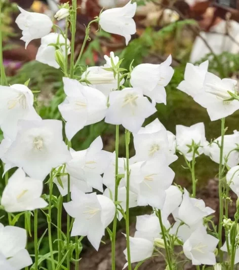 Campanula persicifolia 'Chettle Charm' (Peach-Leaved Bellflower)Chettle Charmcampanula-persicifolia-Chettle-Charm-Peach-leaved-bellflowerFairy Bellflower 'Chettle Charm', Fairy Bells 'Chettle Charm', Peach Bells 'Chettle Charm', Petticoat Bellflower 'Chettle Charm', Willow Bell 'Chettle Charm', Peachleaf Bellflower 'Chettle Charm'Campanula persicifolia 'Chettle Charm' (Peach-Leaved Bellflower)  Gardenia.net View site Welcome Isabelle Fleming   Sign Out Dashboard Structure Content Files Database People Submissions Settings Edit Plants   Save & Return to List   Quick Save   Copy This Item   Cancel Name View Item  Campanula persicifolia 'Chettle Charm' (Peach-Leaved Bellflower) Reviewed Item / Ok for public Alternative Names  Fairy Bellflower 'Chettle Charm', Fairy Bells 'Chettle Charm', Peach Bells 'Chettle Charm', Petticoat Bellflower 'Chettle Charm', Willow Bell 'Chettle Charm', Peachleaf Bellflower 'Chettle Charm' Latin Name  Campanula Persicifolia Perma Link Name (Use only letters, numbers, dashes and underscores) do not change once item is live  campanula-persicifolia-Chettle-Charm-Peach-leaved-bellflower For Guide Only (Will not show in plant area) Promote to Homepage Genus  Campanula Species  Persicifolia Cultivar  Chettle Charm Draft Publication Date  2013-06-12 17:00 Pick Date  SEO Metadata Page Title  Campanula persicifolia 'Chettle Charm' (Peach-Leaved Bellflower) Meta Keywords  Campanula Persicifolia 'Chettle Charm',Fairy Bellflower 'Chettle Charm', Fairy Bells 'Chettle Charm', Peach Bells 'Chettle Charm', Petticoat Bellflower 'Chettle Charm', Willow Bell 'Chettle Charm', Peachleaf Bellflower 'Chettle Charm', white flowers, white bellflower, white campanula