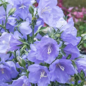 Campanula Persicifolia 'Takion Blue',Fairy Bellflower 'Takion Blue', Fairy Bells 'Takion Blue', Peach Bells 'Takion Blue', Petticoat Bellflower 'Takion Blue', Willow Bell 'Takion Blue', Peachleaf Bellflower 'Takion Blue'