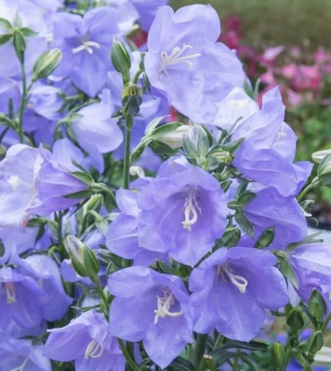 Campanula Persicifolia 'Takion Blue',Fairy Bellflower 'Takion Blue', Fairy Bells 'Takion Blue', Peach Bells 'Takion Blue', Petticoat Bellflower 'Takion Blue', Willow Bell 'Takion Blue', Peachleaf Bellflower 'Takion Blue'
