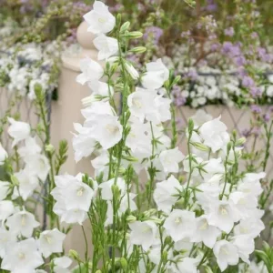 Campanula Persicifolia 'Alba',Fairy Bellflower 'Alba', Fairy Bells 'Alba', Peach Bells 'Alba', Petticoat Bellflower 'Alba', Willow Bell 'Alba', Peachleaf Bellflower 'Alba', white flowers, white bellflower, white campanula