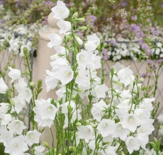 Campanula Persicifolia 'Alba',Fairy Bellflower 'Alba', Fairy Bells 'Alba', Peach Bells 'Alba', Petticoat Bellflower 'Alba', Willow Bell 'Alba', Peachleaf Bellflower 'Alba', white flowers, white bellflower, white campanula