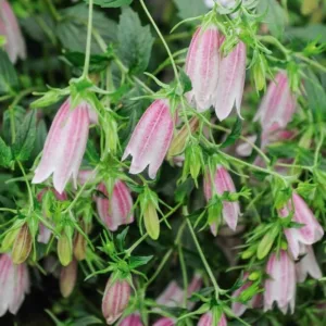 Campanula takesimana 'Elizabeth', Korean Bellflower Elizabeth, Elizabeth Korean Bellflower, Pink flowers, Pink Campanula