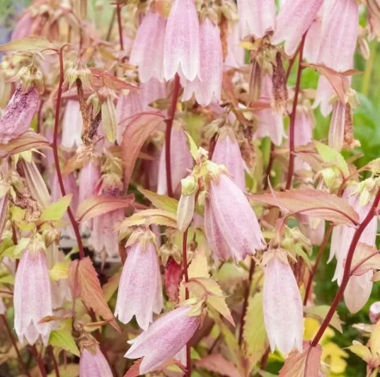 Campanula takesimana, Korean Bellflower, Pink flowers, Pink Campanula
