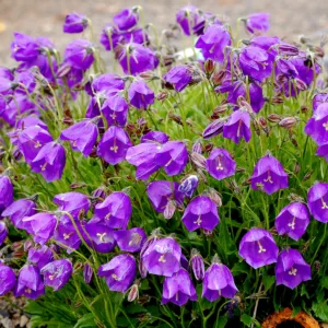 Campanula x pulloides 'Jelly Bells', Bellflower 'Jelly Bells', 'Jelly Bells' Bellflower, Campanula 'Jelly Bells' , Purple flowers, Blue flowers